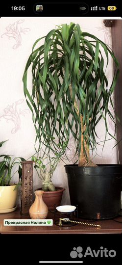 Нолина гиганская пальма