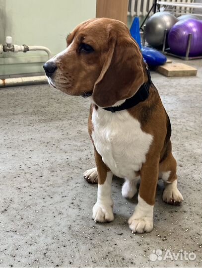 Бигль вязка