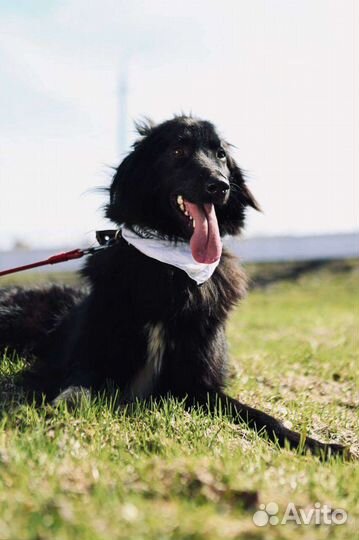 Пёс Пушкин ждёт хозяина в приюте