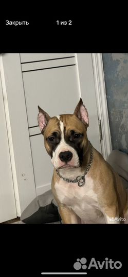 Собака в добрые руки стаффордширский терьер