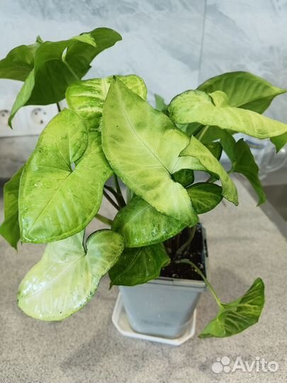 Сингониум баттерфляй