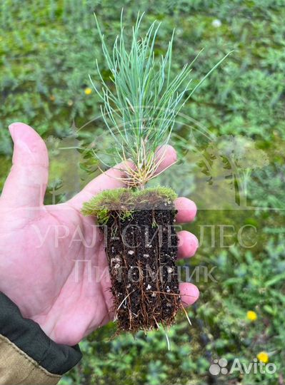 Предзаказ Горная сосна Мугус зкс сеянцы