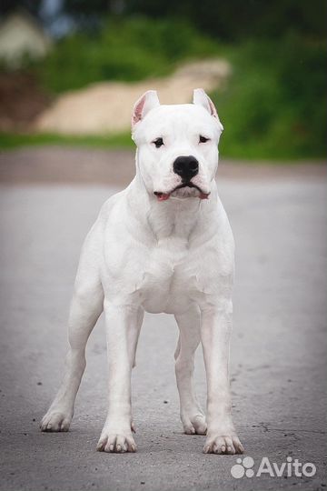 Кобель аргентинского дога на вязку