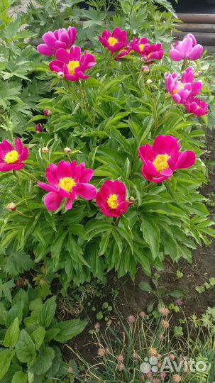 Пион марьин корень