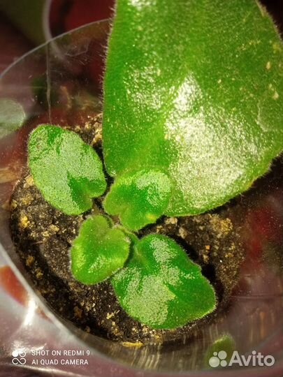 Фиалка цена за набор