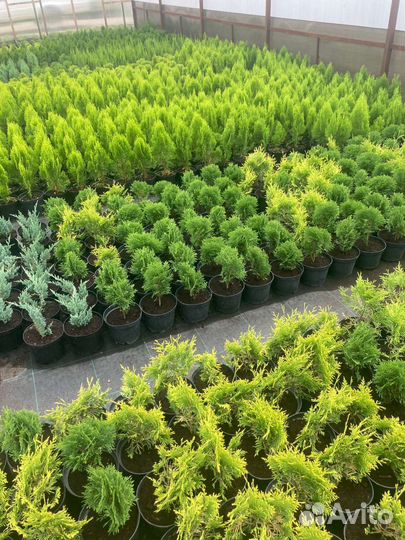 Хвойные и декоративные растения