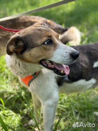 Домашняя собачка попала в приют