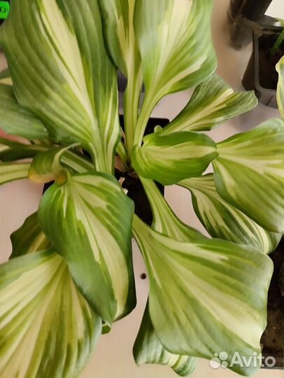 Хосты, плющ- Хедера, Дихондра