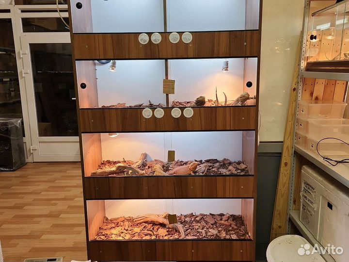 Агамы, эублефары передержка