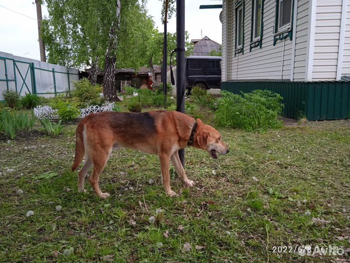 Русская гончая