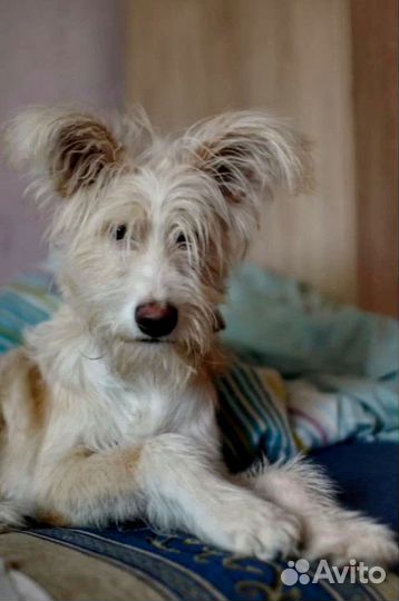 Собака в добрые руки отдам бесплатно