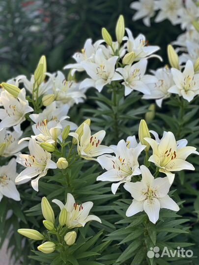 Белая лилия