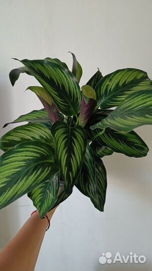 Калатея бьюти стар