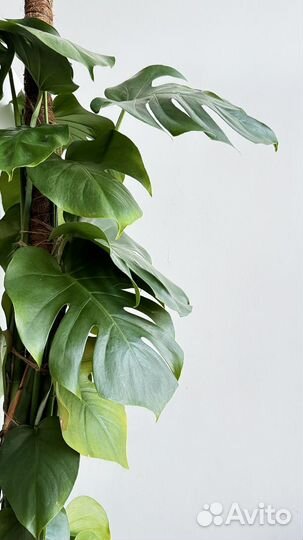 Большая Монстера 150/30