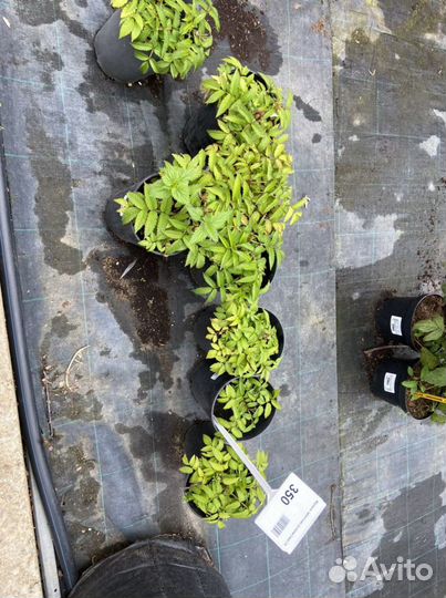 Цветы многолетние и кустарники из своего сада