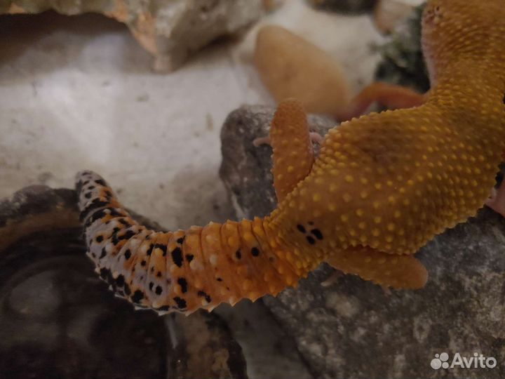 Эублефар самец и самка