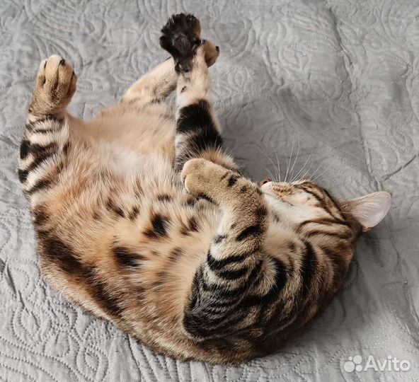 Кошки курильский бобтейл