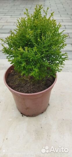 Туя западная 