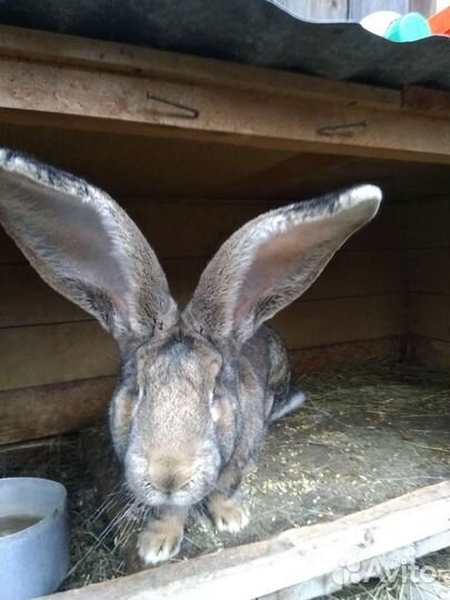 Рабочие самцы и молодняк