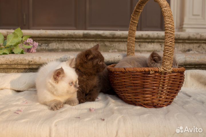 Британские котята