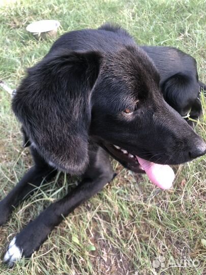 Курцхаар в добрые руки