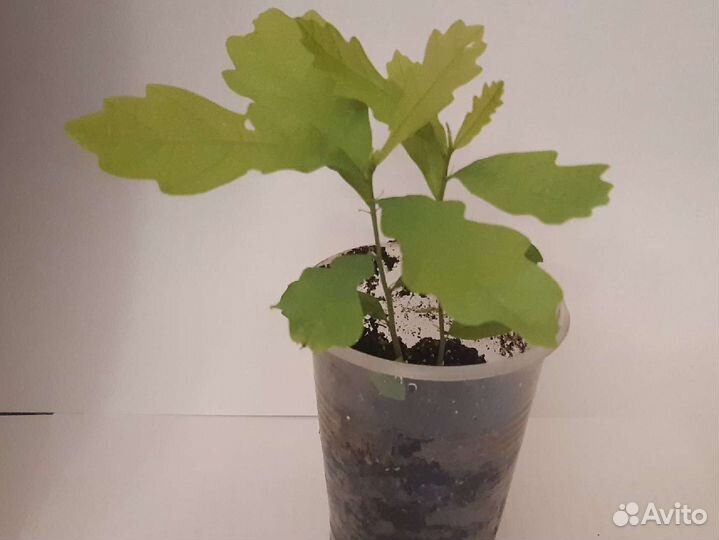 Саженец дуба(забронировано)