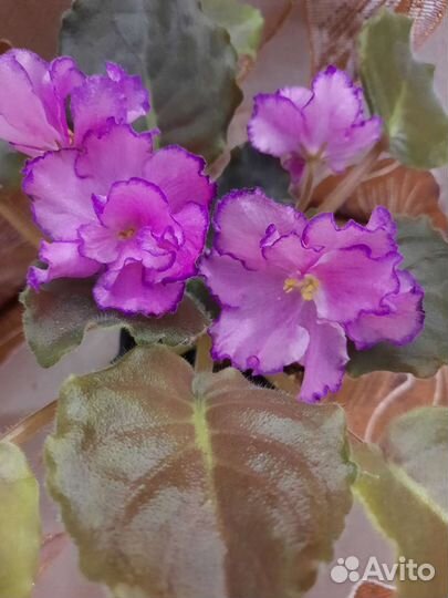 Сортовые фиалки