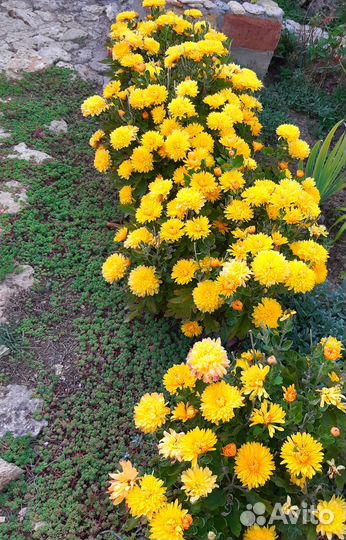 Хризантема солнечная долгоцветущая и другие