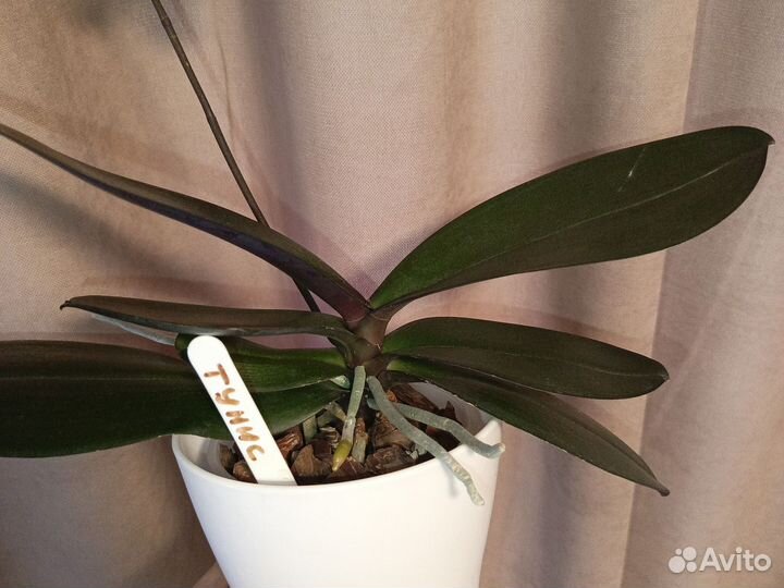 Орхидея фаленопсис