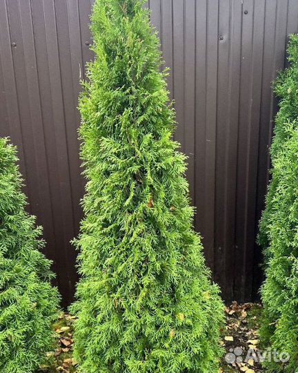 Туя для живой изгороди