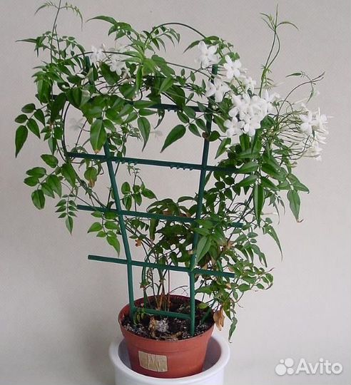 Жасмин полиантовый