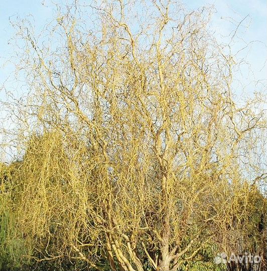 Ива извилистая Тортуоза, Шверина, Нана