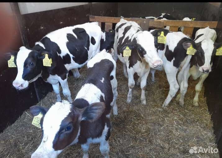 Телята бычки