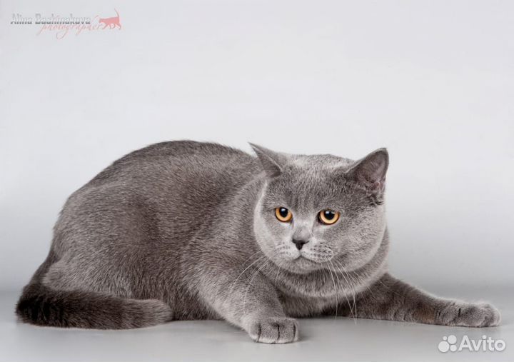 Кот для вязки