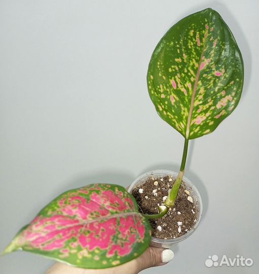 Аглаонема Анимани Ред