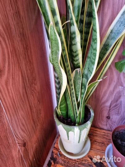 Сансевиерия сортовая