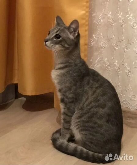 Передержка животных