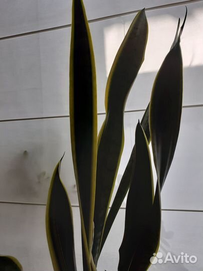 Сансевиерия