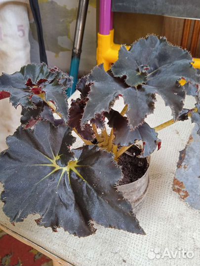 Бегония декоративно лиственная