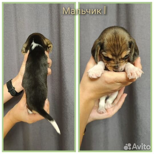 Щенки бигля