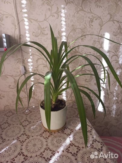 Пальма панданус