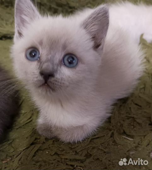 Отдам в добрые руки котят