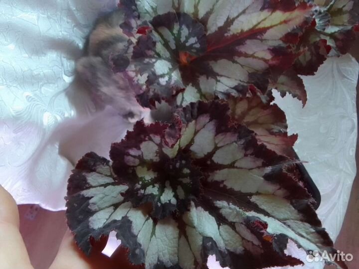 Бегония декоративно лиственная почтой