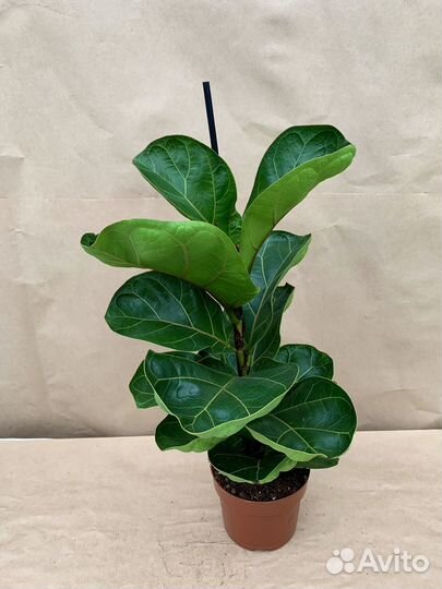 Фикус Лирата бамбино