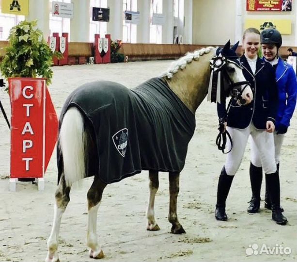 Уэльский жеребец для случки