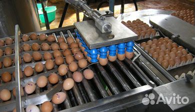 Сортировщик на птицефабрике