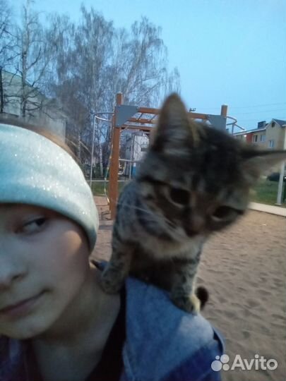 Девочка серо-чёрного цвета