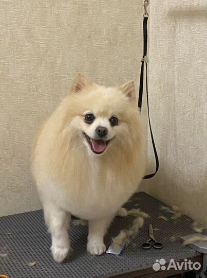 Стрижка собак и кошек, груминг