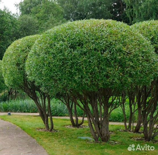 Ива шаровидная (черенок)