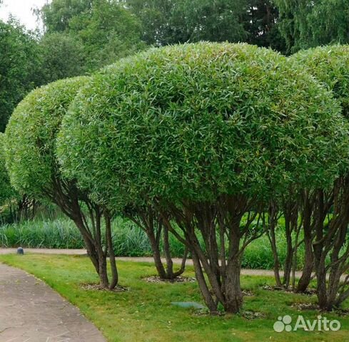 Ива шаровидная (черенок)